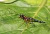 315005 – Photo : Daniel INGREMEAU – France (36)